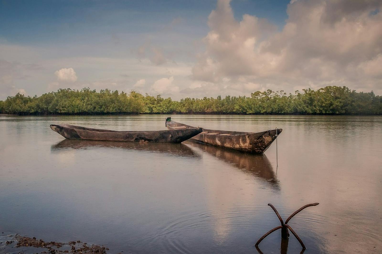 Guinean Mangroves One Earth